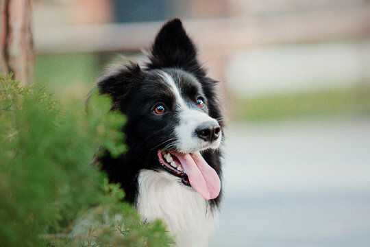 Playful Border Collie Enjoying a Sunny Day at the Park - Perfect for Summer-themed Projects and Pet Lovers