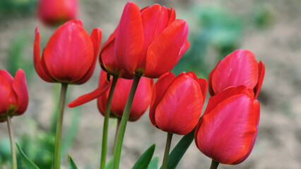 bunch of red tulips on a sunny day. warm april day