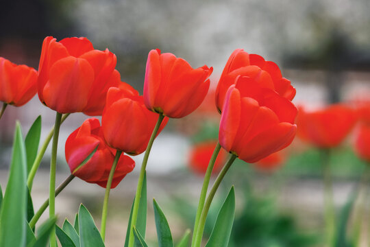 bunch of red tulips outdoors. beautiful outdoor composition