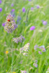 macro of a ladybug coccinella magnifica on orchard grass eating aphids in mountain meadow