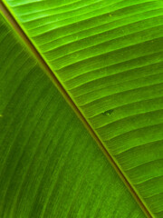 green leaf texture