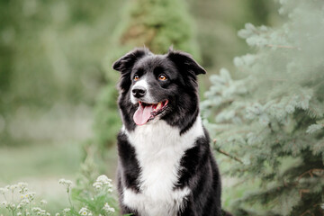 Playful Border Collie Enjoying a Sunny Day at the Park - Perfect for Summer-themed Projects and Pet Lovers