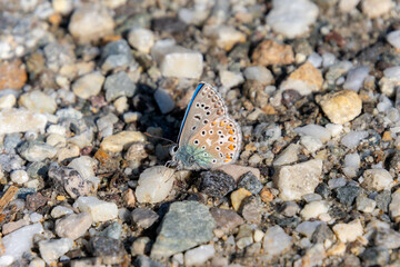 male adonis blue butterfly. pesticide free biodiversity environmental protection concept