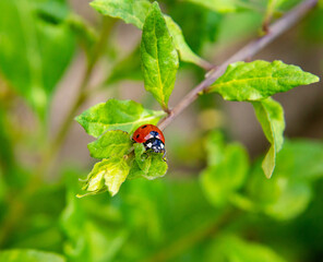macro of a ladybug sitting on a leaf. pesticide free biological pest control organic farming concept © lotusblüte17