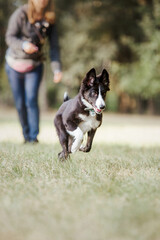 Playful Border Collie Puppy Exploring the Great Outdoors with Enthusiasm and Curiosity