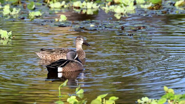 Blue-winged teal (Anas discors) couple in courtship displaying in water