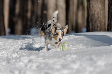 Playful Border Collie Puppy Exploring the Winter Outdoors with Enthusiasm and Curiosity.