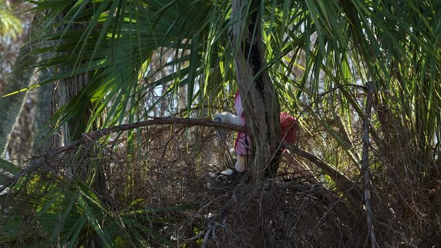 Roseate spoonbill (Platalea ajaja) pair building and arranging nest with new nest material.