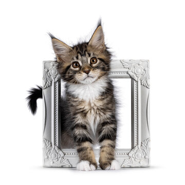 Adorable and expressive classic black tabby with white Maine Coon cat kitten, standing throught white image frame. Chin up and looking towards camera. isolated on a white background.