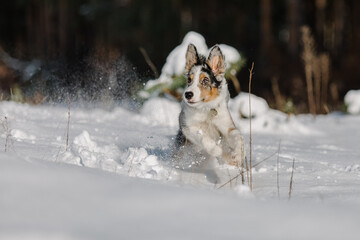 Playful Border Collie Puppy Exploring the Winter Outdoors with Enthusiasm and Curiosity.