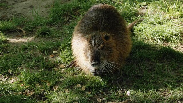 Lonely Myocastor or Nutria eating nut shells, Prague
