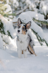 Playful Border Collie Puppy Exploring the Winter Outdoors with Enthusiasm and Curiosity.