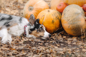 Dog in Halloween with pumpkin. Autumn  Hollidays and celebration. Border Collie dog