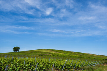 Fototapeta na wymiar Hike through the vineyards around the Wißberg in Rheinhessen/Germany