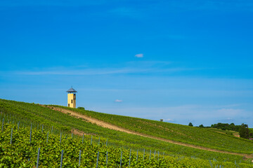 Fototapeta na wymiar Hike through the vineyards around the Wißberg in Rheinhessen/Germany with the Vendersheim vineyard tower in the background