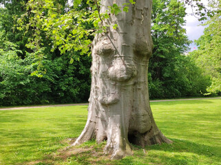 tree with a human face in the palace gardens