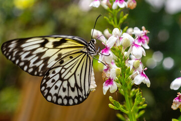 Naklejka na ściany i meble Macro shots, Beautiful nature scene. Closeup beautiful butterfly sitting on the flower in a summer garden.
