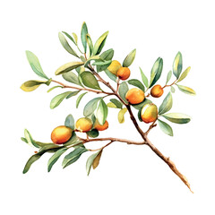 Argan branch watercolor in vintage style on white background.