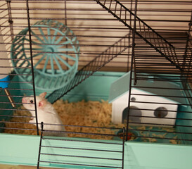 a white hamster in a cage with a house