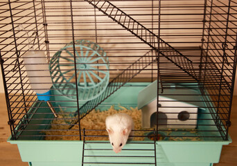 a white hamster in a cage with a house