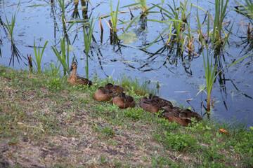 a family of ducks in the park by the pond basking in the sun