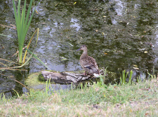 duck in the park by the pond basking in the sun