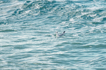 Fototapeta premium A seagull sits on the waves in a calm sea. Sea bird in natural habitat.