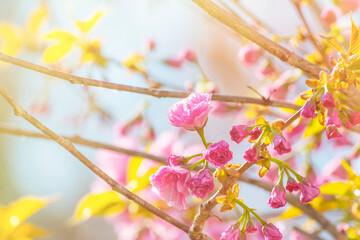 Branches of blossoming decorative cherries. Pink flowers on the branches of a tree in the rays of the spring sun.