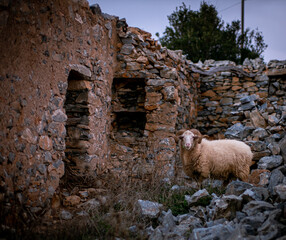 sheep on the rocks