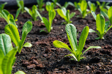 Romaine Lettuce growing on a farm.
