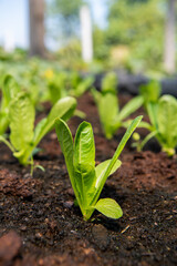 Romaine Lettuce growing on a farm.