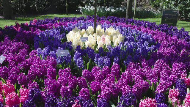 a gimbal stabilized crane type upward shot of a flowerbed with blue, purple and white hyacinth at kuekenhof gardens near amsterdam, netherlands