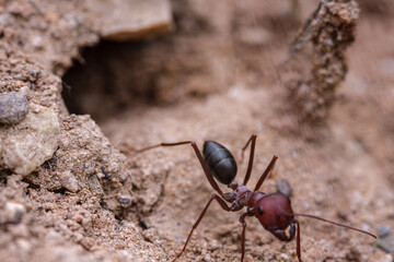 A macro photograph capturing an ant emerging from its natural nest entrance. A mesmerizing glimpse into the awe-inspiring life of nature.