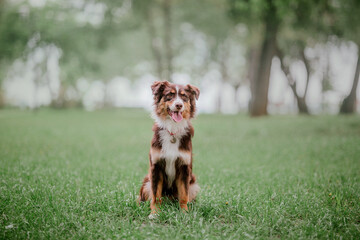 Australian Shepherd (Aussie) dog strolling in a beautiful urban park - a delightful stock photo capturing the energetic and playful nature of this intelligent and loyal breed in a picturesque city set