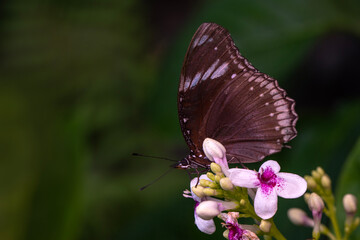 Macro shots, Beautiful nature scene. Closeup beautiful butterfly sitting on the flower in a summer garden.
