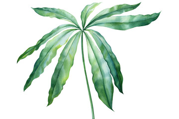 Jungle illustration, tropical flora hand drawing. Green palm leaf on isolated white background. Watercolor plant © Hanna