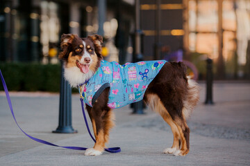 Australian Shepherd (Aussie) dog strolling in a beautiful urban park - a delightful stock photo...