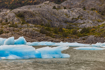 Bizarrely shaped icebergs in front of autumn colored trees at Grey Glacier in Lago Grey, Torres del...