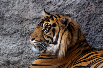 Roaming Free Breathtaking Footage of Zoo Animals in their Natural Splendor