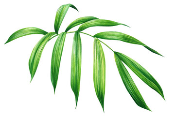 Jungle illustration, tropical flora hand drawing. Green palm leaf on isolated white background. Watercolor plant