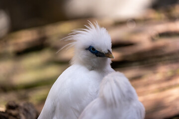 Animal Conservation in Action Inspiring Videos from the Zoo