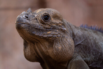 Zoo Chronicles Captivating Narratives of Zoo Animals' Remarkable Lives