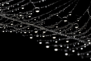 Close image of spider web with water droplets on black background.