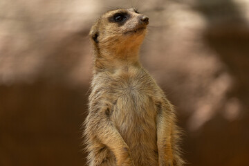 Incredible Diversity Exploring the Rich Animal Collection at the Zoo