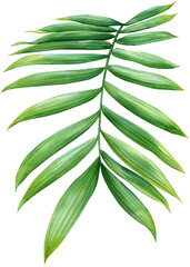 Jungle illustration, tropical flora hand drawing. Green palm leaf on isolated white background. Watercolor plant