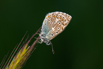 Macro shots, Beautiful nature scene. Closeup beautiful butterfly sitting on the flower in a summer garden.
