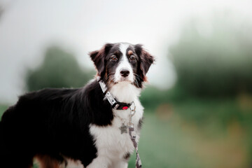 Australian Shepherd (Aussie) dog strolling in a beautiful urban park - a delightful stock photo...