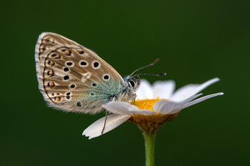 Macro shots, Beautiful nature scene. Closeup beautiful butterfly sitting on the flower in a summer garden.