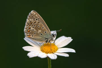 Macro shots, Beautiful nature scene. Closeup beautiful butterfly sitting on the flower in a summer garden.