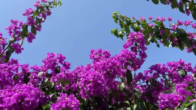 Bougainvillea beautiful pink purple flowers blossom tropical bush on blue sky.